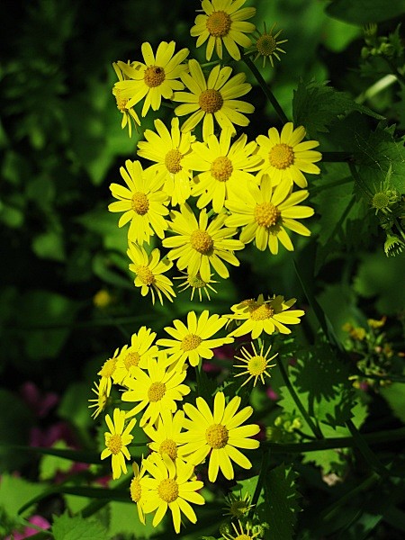 野菊花圖片