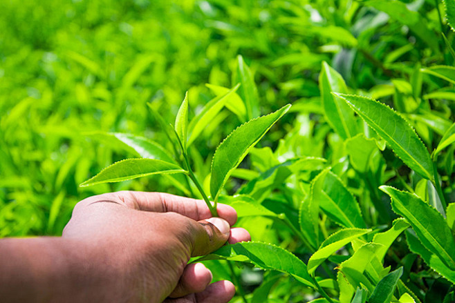 嫩绿的茶叶高清摄影图片