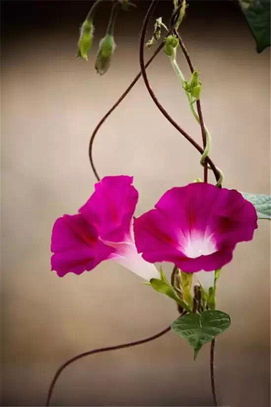 清新=淡雅采集到花朵
