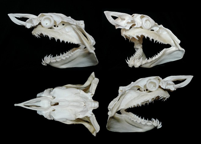 各种鱼类的头骨可以算是动物界里拥有最复来自狮鸢微博