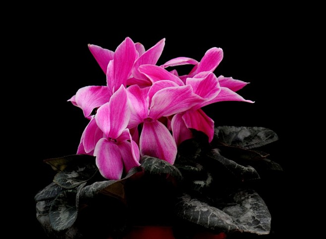 花瓣花语录 仙客来 学名 Cyclamen Persicum 别名萝卜海棠 兔耳花 兔子花 一品冠 篝火花 翻瓣莲 是紫金牛科仙客来属多年生草本植物 仙客来是一种普遍种植的鲜花 适合种植于室内花 盆 冬季则需温室种植 仙客来的某些栽培种有浓郁的香气 而有些香气淡或无香气