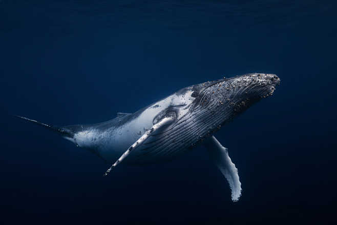 whitehumpbackwhale