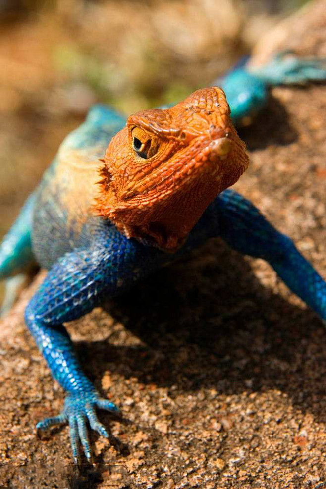 蜥蜴目鬣蜥科岩鬣蜥属肯尼亚岩鬣蜥
