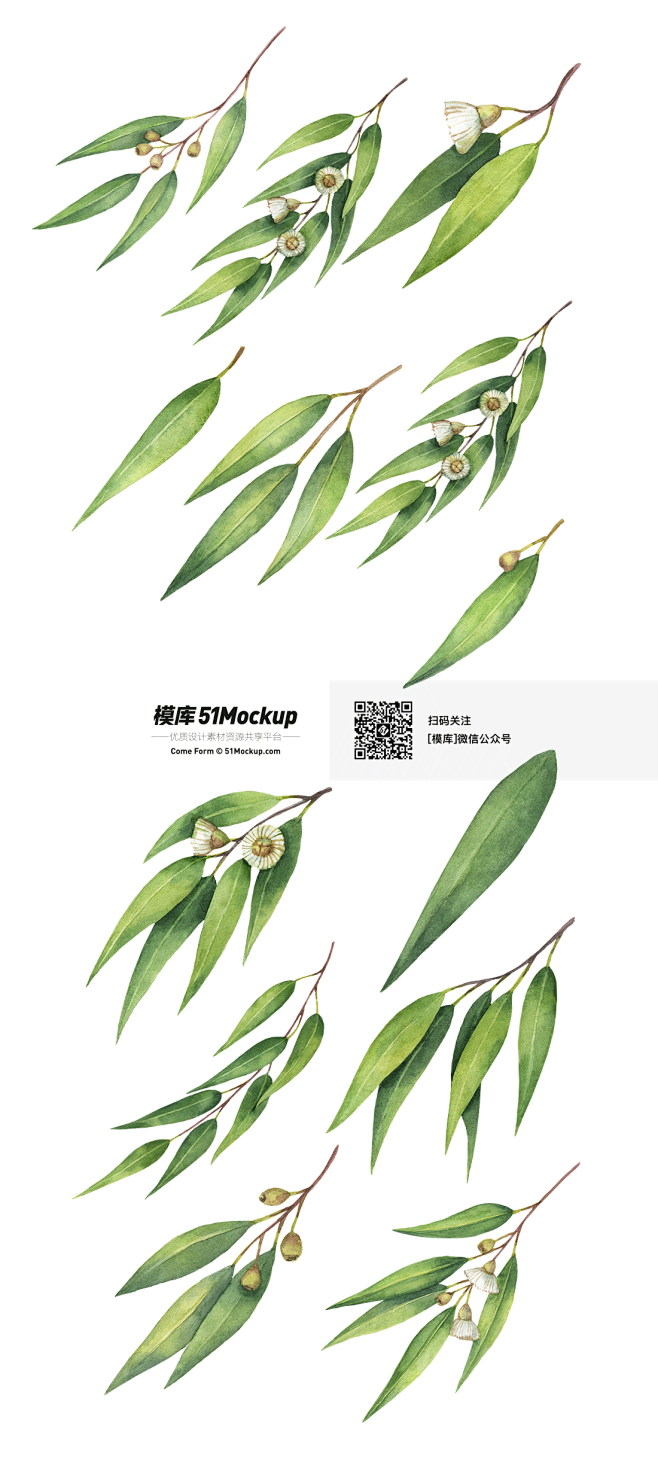 手绘水彩清新绿色叶子桉树枝树叶鲜花eps矢量 平面素材 Png免扣素材 模库 51mockup