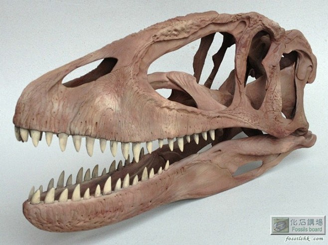 鲨齿龙化石完整度图片