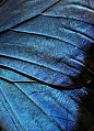krikeyy：翼质地由不透明的Flickr。灵感图