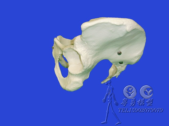 标准人体男性盆骨模型骨盆骨架骨骼标本模型骨科教学演示模型tmallcom