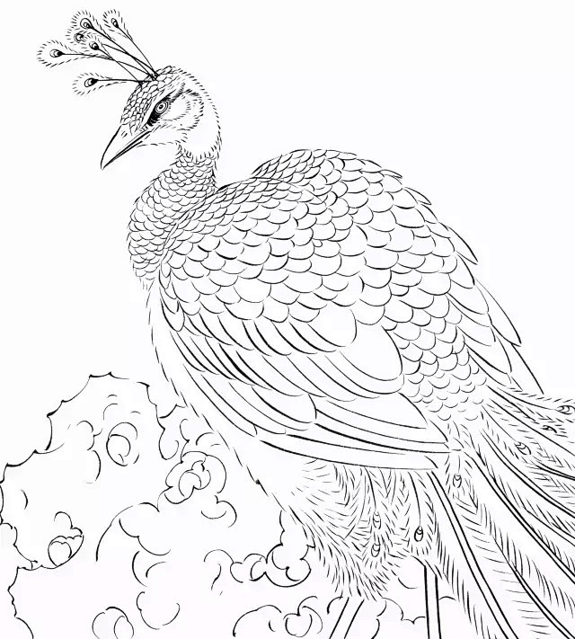 吉祥寓意花鸟白描欣赏孔雀br孔雀泛指凤凰鸟寓意高飞心中神鸟