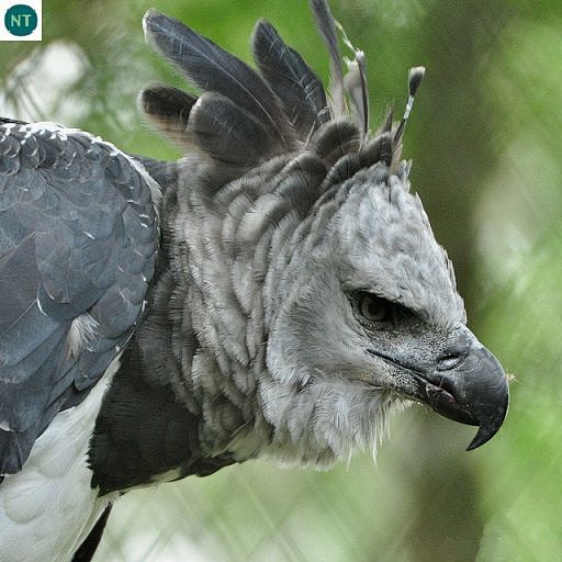 Đại bàng harpy trung và nam mỹ | harpy eagle (harpia 