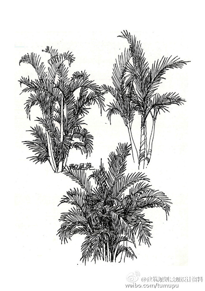 手绘线稿丨植物