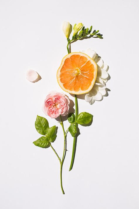 tauru从瑟er转采于2021-12-09 15:30:00甜橙花动植物素材tauru该采集