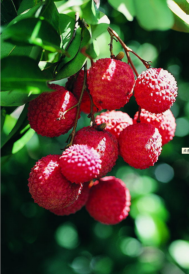 荔枝 摄影
