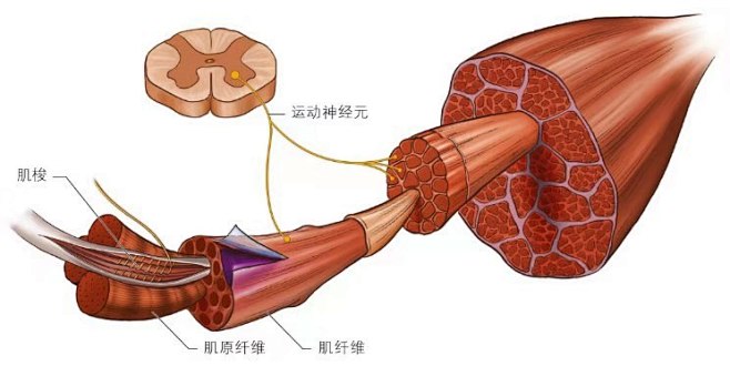 肌梭图片