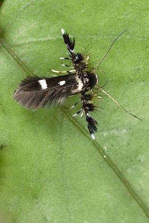 鳞翅目麦蛾总科织蛾