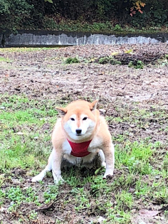 绿豆小米猪采集到Bark-柴犬