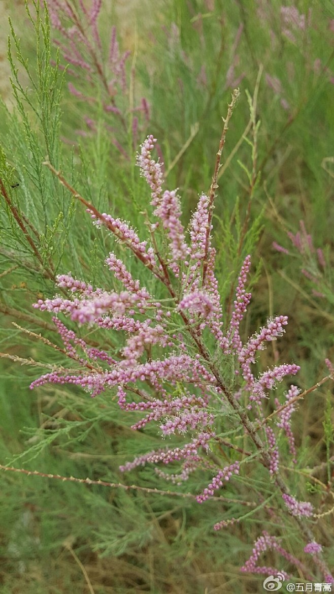 柽柳科柽柳属植物,灌木或小乔木.