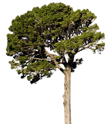fir-tree png image