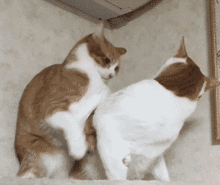 320_270gif 动态图 动图