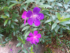 忘川漪涟采集到我拍摄的花花草草