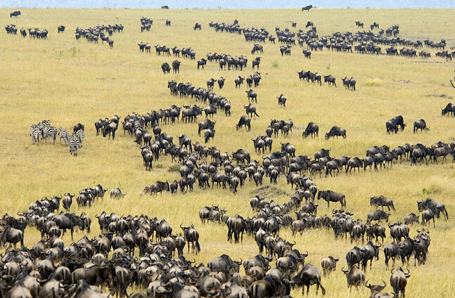 2014年7月份哪里最好玩 去非洲看动物狂欢-