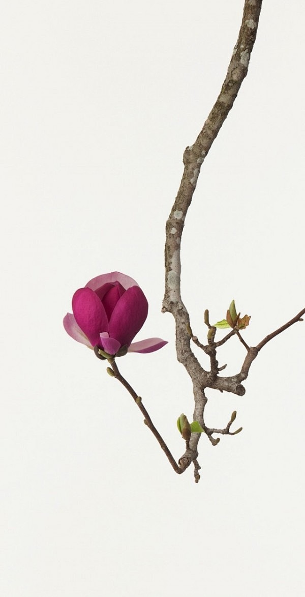 日本艺术家Takashi Tomo-oka在过去的20年里