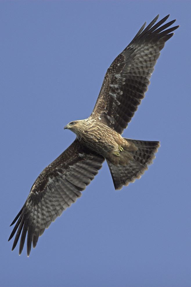 鹰形目鹰科鸢属黑鸢