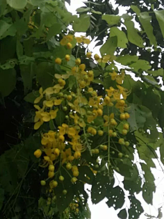 忘川漪涟采集到我拍摄的花花草草