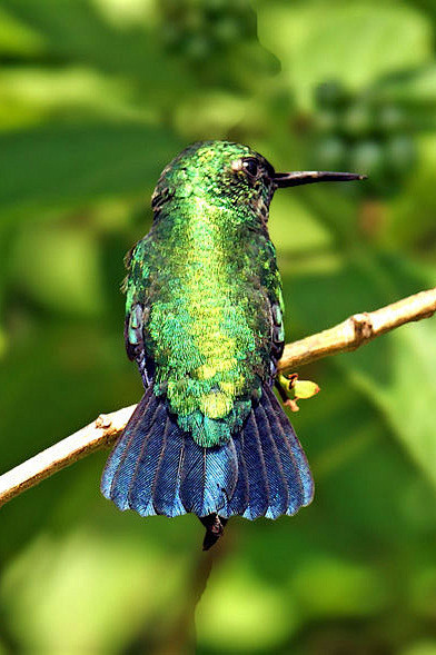 蜂鸟目蜂鸟科翠蜂鸟属蓝尾翠蜂鸟