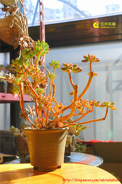 韩国多肉植物老桩八千代