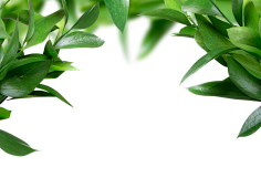 油炸大蜗牛采集到植物素材
