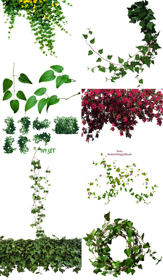 藤条类植物高清摄影图片 素材中国16素材网