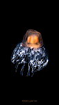 灯塔水母
Immortal Jellyfish Turritopsis spp
————————
它的英文直译其实是永生水母。
这种永生，不是传统意义上的“长生不老”，而是逆转发育进程，实现“返老还童”，想象一下一只蝴蝶通过自身控制回到毛毛虫的婴孩阶段，然后再次破茧成蝶的样子，如果不被捕食或病死，这个循环就不会被打破。

我好喜欢这家伙史诗般的名字，理论上它的确可以一直活下去，但是很遗憾，在不断变迁的环境面前，没有个体能够永生，死亡和繁衍新生才是自然演化给每个种群最大的馈赠。

#海洋生物##摄影##水母