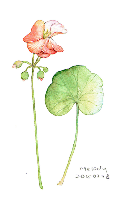 再无觅处采集到淡淡的水彩☆Plant