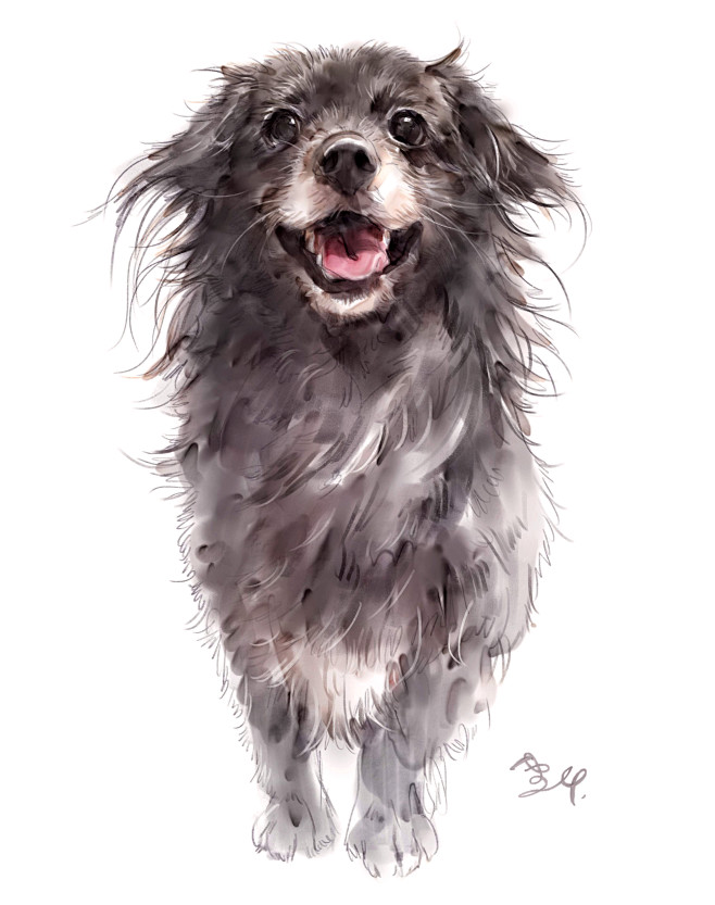 画像铲屎官猫粮狗粮哈士奇拉布拉多金毛泰迪柯基雪纳瑞边牧秋田柴犬