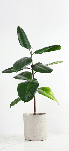 归零Zerooo采集到植物