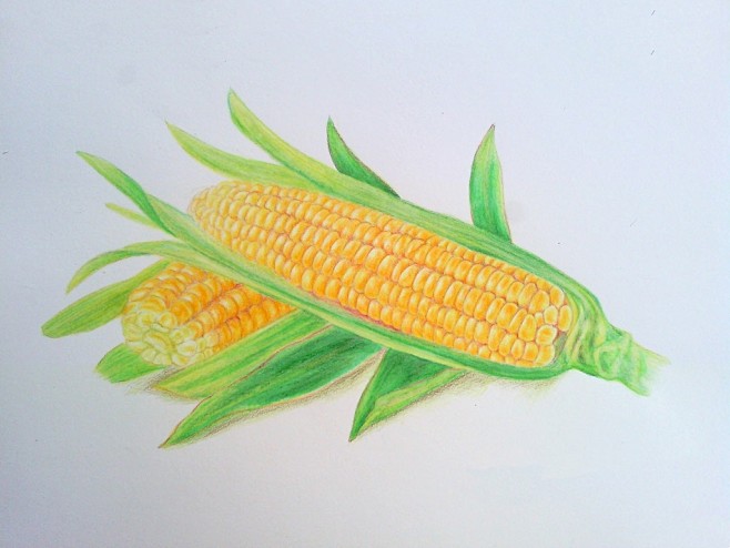 彩铅手绘玉米