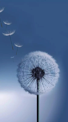 北燕南归采集到灵感