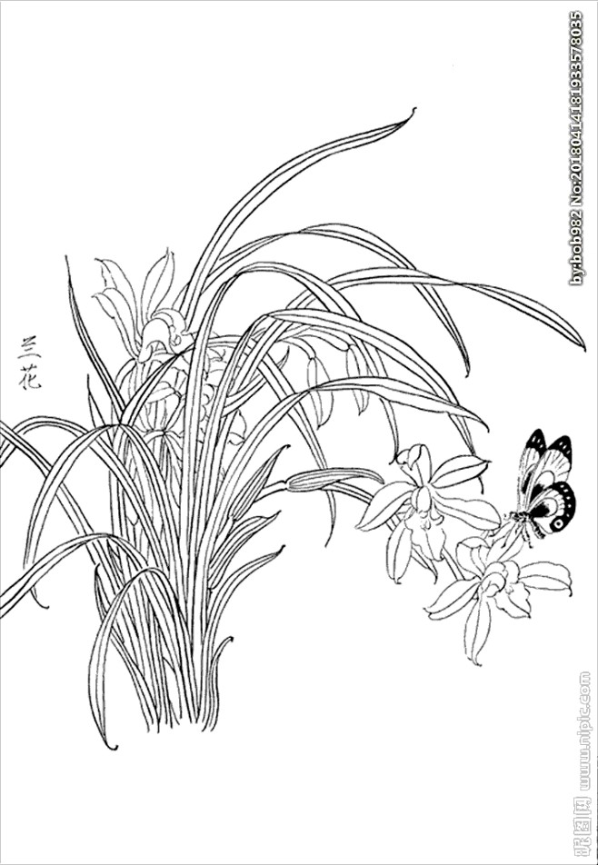 兰花线描兰花白描兰花素描