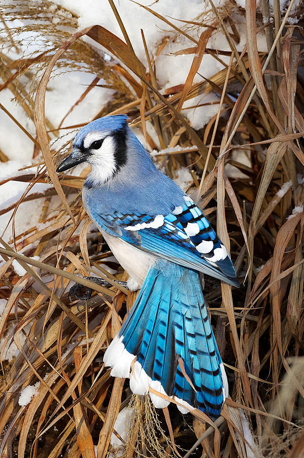 绘画参考雪中精灵冠蓝鸦bluejay67676767