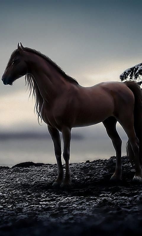 不要去追一匹马用追马的时间种草待到来年春暖花开之