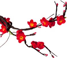 paddy_lee采集到那些花儿