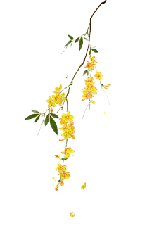 影子Y采集到植物