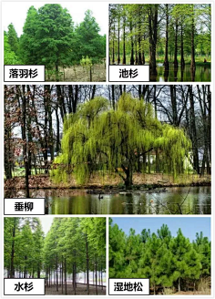 木槿轩采集到海绵城市