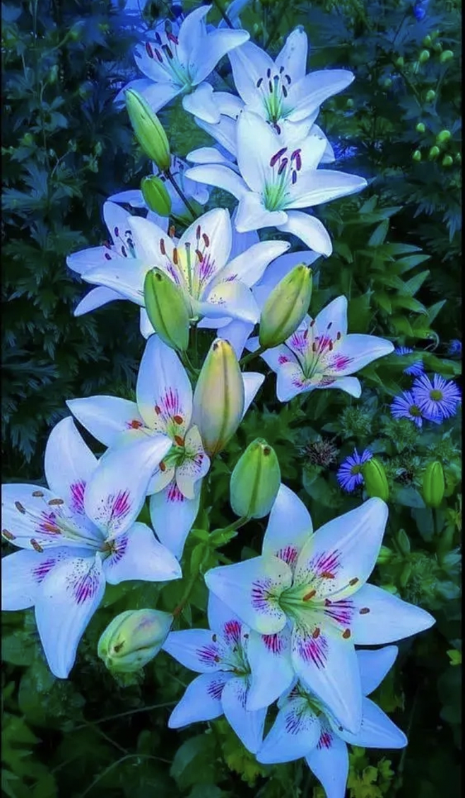 三千73从月河图集转采于2021-09-02 20:42:55百合繁花似锦三千73