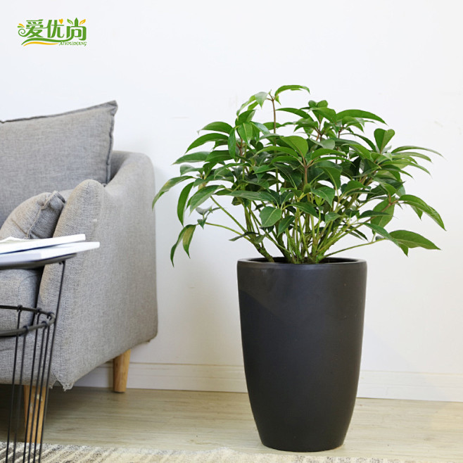 爱优尚保罗盆栽办公室客厅绿植净化空气绿植盆栽淘宝网