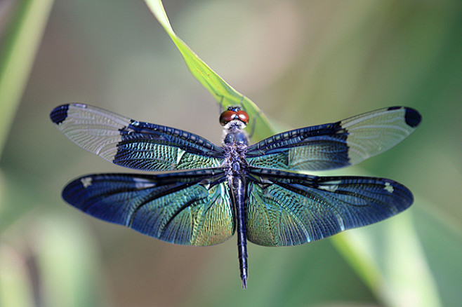 张开翅膀的蜻蜓特写高清摄影图片