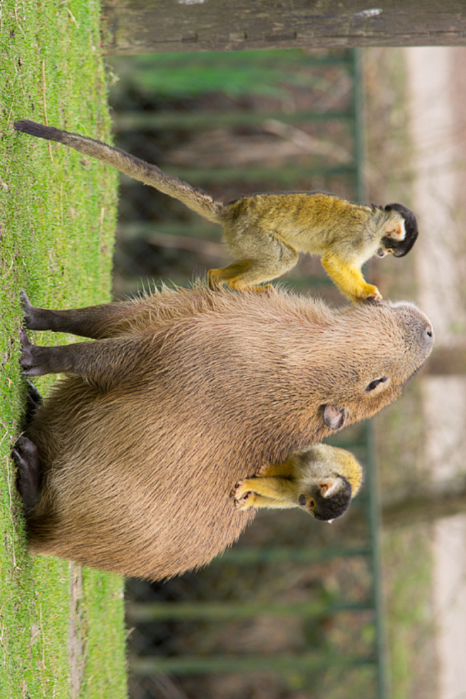 啮齿目·豚鼠科·水豚属:水豚