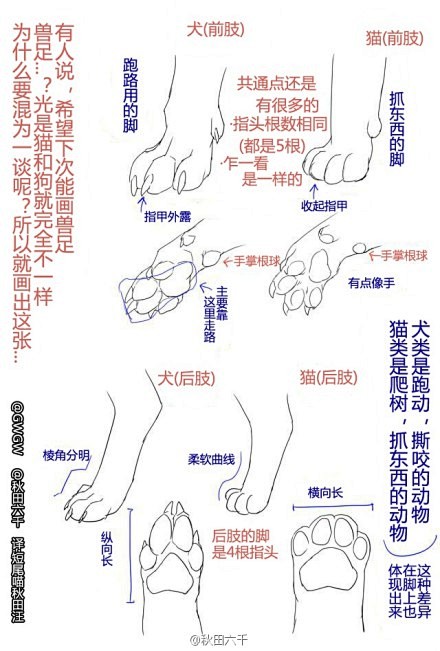 猫爪 结构图图片