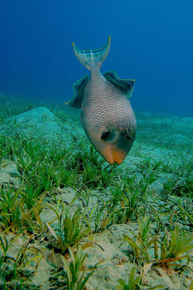 鲀形目泰坦扳机鱼褐拟鳞鲀