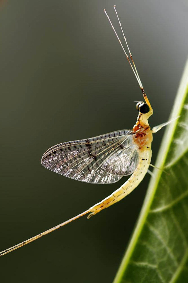 蜉蝣目蜉蝣科蜉蝣